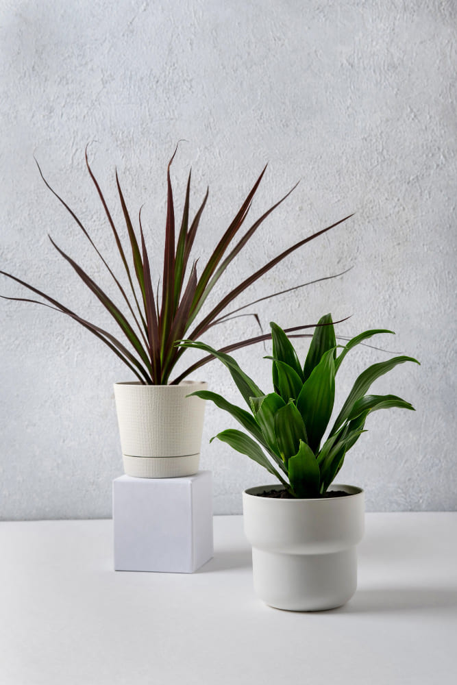 dracena