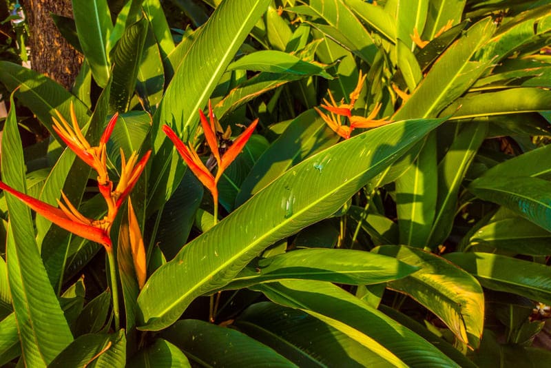 flor ave del paraíso