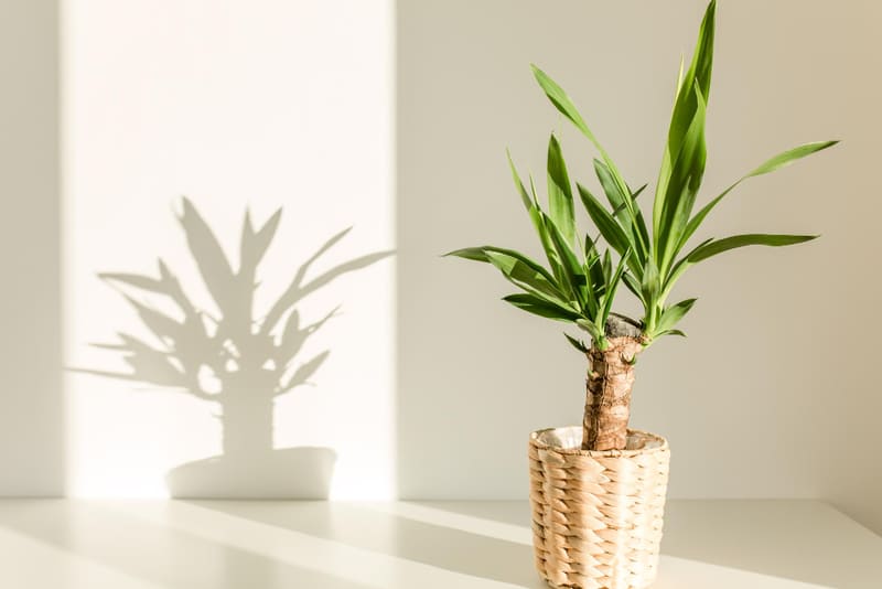 yucca